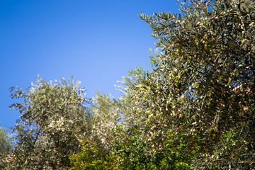 Olives on olive tree in autumn  season. Turkey in november. Sele