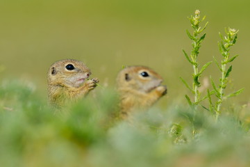 European ground squirrel (Spermophilus citellus) - juvenile