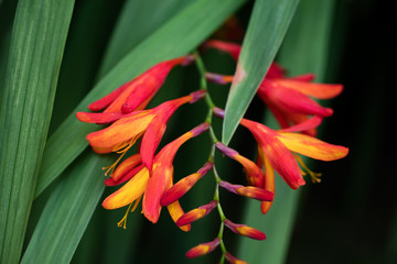 A close-up picture of a red and orange flowers on a green leafs background
