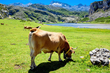 Fototapeta premium Cow in a pasture near Lake Ercina. Cantabrian. Covadonga. Asturi