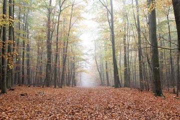 Waldweg im Spätherbst