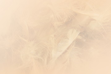 Soft color feather background