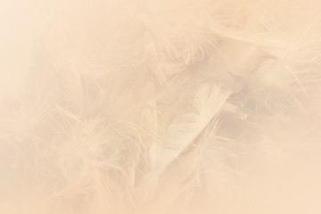 Obraz premium Soft color feather background