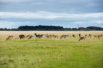 Fototapeta na wymiar A herd of deer in the Phoenix Park in Dublin, Ireland, one of the largest walled city parks in Europe of a size of 1750 acres