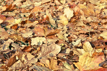 Dressed fall