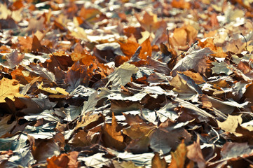 Gorgeous autumn leaves