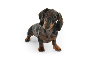 Beautiful dog Dachshund Miniature,  looking at the camera,