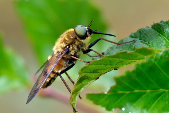 pale giant horse-fly outdoor (tabanus bovinus)
