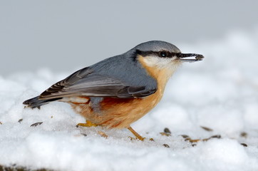 nuthatch bird in natural habitat (sitta europaea)