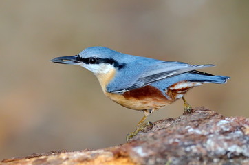 nuthatch bird in natural habitat (sitta europaea)