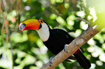 toucan outdoor - Ramphastos sulphuratus