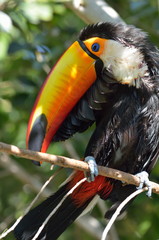 toucan outdoor - Ramphastos sulphuratus