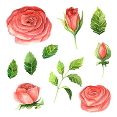 Watercolor roses and leaves