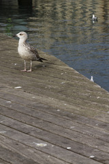 Gabbiano alla Rambla de Mar Barcellona