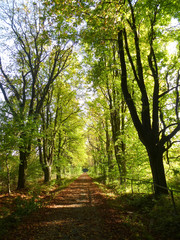 Fototapeta premium Herbstlicher Waldweg im September (1)