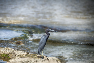 Aigrette bleue-Guyane