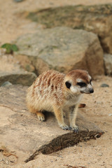 Fototapeta premium small meercat resting