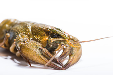 Crayfish on a white background