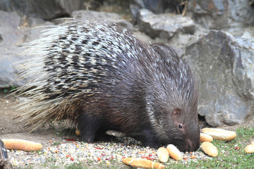 porcupine is eating rolls