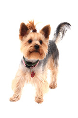 yorkie terrier isolated
