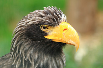 detail of black eagle head