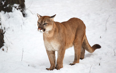 Obraz premium Puma w lesie, samotny kot na śniegu, dzika przyroda Ameryki