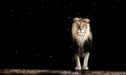 Naklejka na ściany i meble Portrait of a Beautiful lion, lion in the dark, lion on black ba