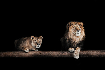 Fototapeta na wymiar Lion and lioness, Portrait of a Beautiful lions, lions in the da