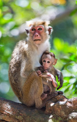 Monkey mother with a baby sits on a tree. Sri Lanka. An excellent illustration.