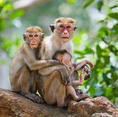 Obraz premium Family of monkeys sitting in a tree. Funny picture. Sri Lanka. An excellent illustration