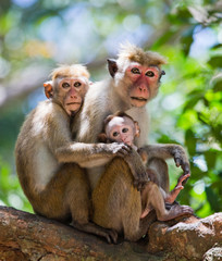 Family of monkeys sitting in a tree. Funny picture. Sri Lanka. An excellent illustration