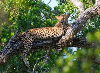 Obraz premium The leopard lies on a large tree branch. Sri Lanka. An excellent illustration.
