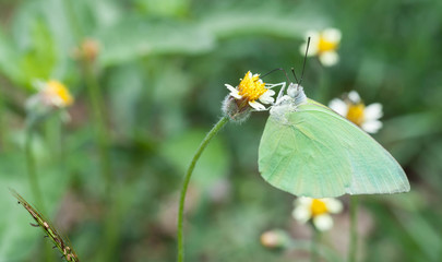 Lemon emigrant butterfly close up