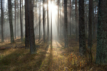 Sunlight in forest.