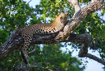 Fotobehang Het luipaard ligt op een grote boomtak. Sri Lanka. Een uitstekende illustratie. © gudkovandrey