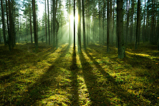 Sunlight in forest. © Janis Smits