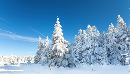 verschneiter Wald 