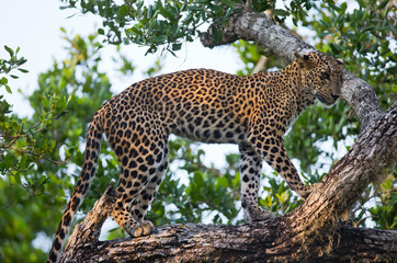 Leopard standing on a large tree branch. Sri Lanka. An excellent illustration.