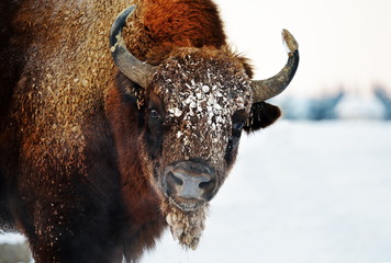 bison outdoor in winter