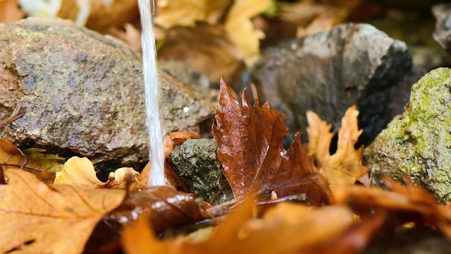 Natural spring water flows over autumn leaves with sound