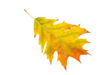Closeup of  autumn leaf