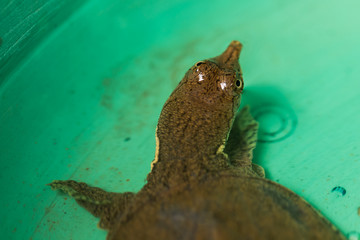 snapping turtle