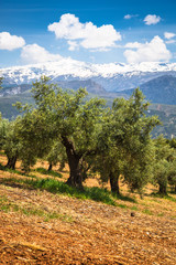 Beautiful valley with old olive trees in Granada, Spain
