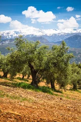 Papier Peint photo Olivier Beautiful valley with old olive trees in Granada, Spain