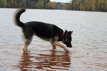 German Shepherd Dog in the lake