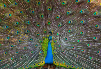 Obraz premium Portrait of a peacock on the background of his tail. Close-up. Sri Lanka. An excellent illustration.