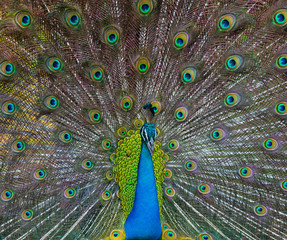 Obraz premium Portrait of a peacock on the background of his tail. Close-up. Sri Lanka. An excellent illustration.