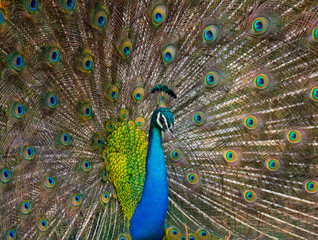 Portrait of a peacock on the background of his tail. Close-up. Sri Lanka. An excellent illustration.