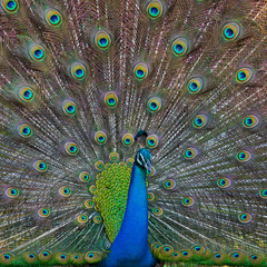 Obraz premium Portrait of a peacock on the background of his tail. Close-up. Sri Lanka. An excellent illustration.