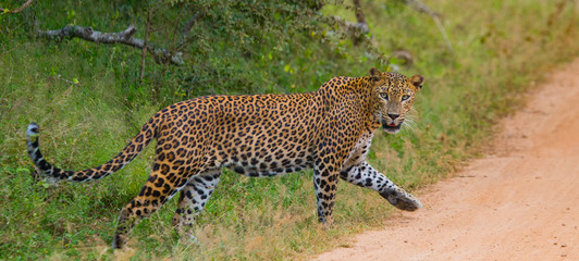 Obraz premium Leopard walking on the road. Sri Lanka. An excellent illustration.
